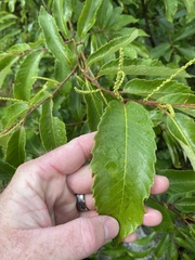 Castanea ozarkensis