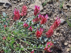 Astragalus calycinus