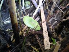 Hydrocotyle verticillata