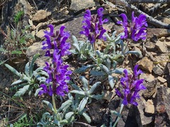 Salvia canescens