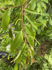 Castanea ozarkensis