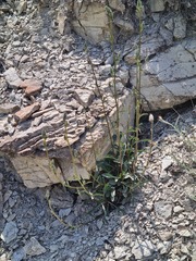 Campanula daghestanica