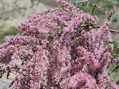 Tamarix gracilis