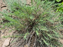 Salsola daghestanica