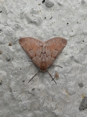 Adalbertia castiliaria