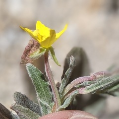 Camissoniopsis confusa