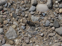 Dorcadion fuliginator