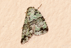 Blenina squamifera