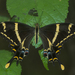 Machaonides Swallowtail - Photo (c) Pedro Genaro Rodriguez, some rights reserved (CC BY-NC), uploaded by Pedro Genaro Rodriguez