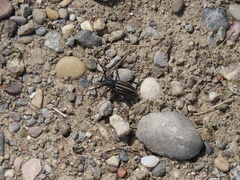 Dorcadion fuliginator