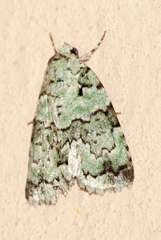 Blenina squamifera
