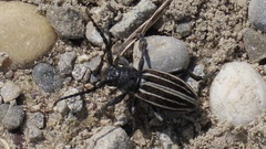 Dorcadion fuliginator