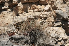 Festuca pallens