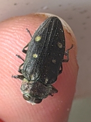 Chrysobothris affinis