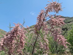 Tamarix gracilis