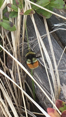 Bombus ternarius
