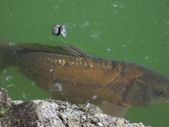 Cyprinus carpio