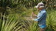 Juncus procerus