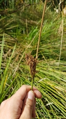 Juncus procerus