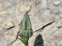Campanula daghestanica