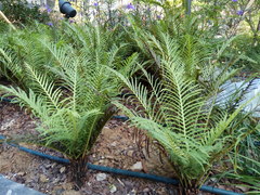 Blechnum gibbum