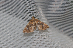 Musotima nitidalis