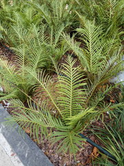 Blechnum gibbum
