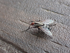 Paradidyma singularis