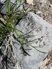 Lomatium graveolens alpinum