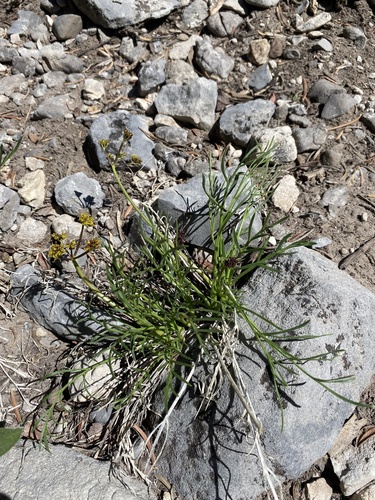Lomatium graveolens var. alpinum