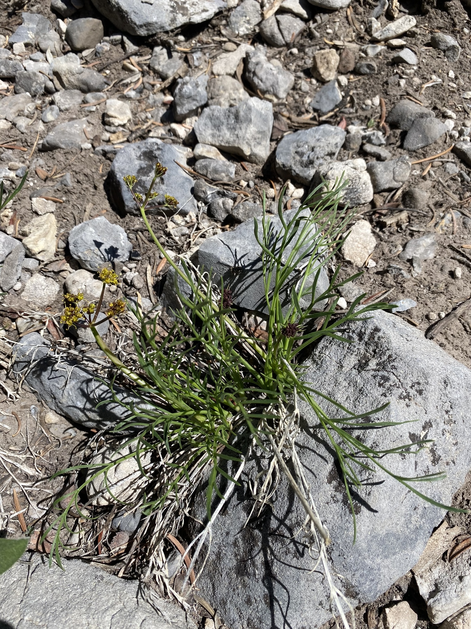 Lomatium graveolens var. alpinum