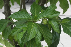 Morinda citrifolia