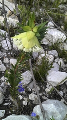 Pimelea cracens