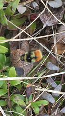 Bombus ternarius