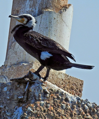 Phalacrocorax carbo