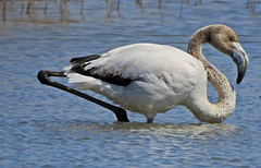 Phoenicopterus roseus
