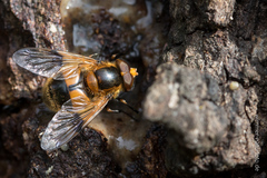 Volucella inflata
