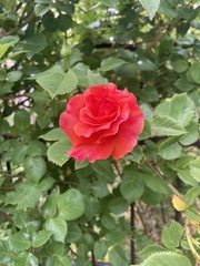 Rosa