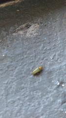 Xanthogaleruca luteola