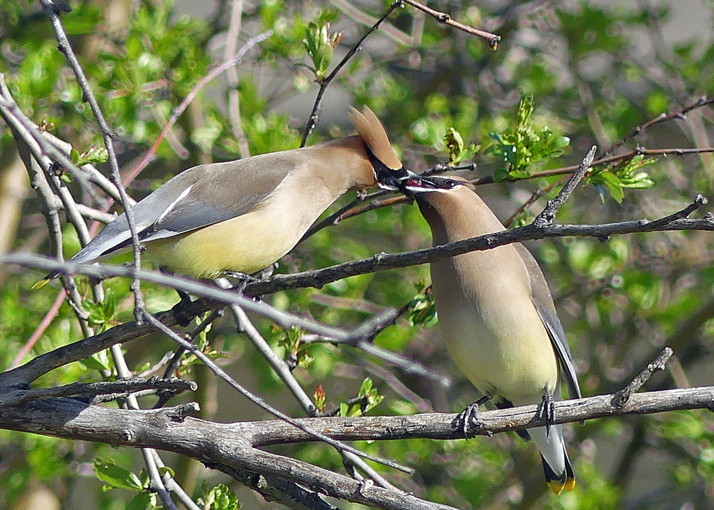 One cedar waxwing feeds a berry to another