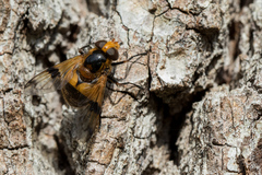 Volucella inflata