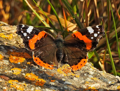 Vanessa atalanta