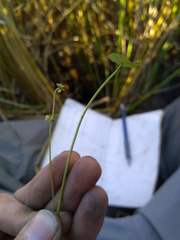 Hydrocotyle verticillata