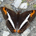 Adelpha corcyra - Photo (c) Andrew Neild, some rights reserved (CC BY-NC-ND)