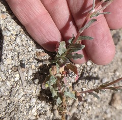 Camissoniopsis confusa