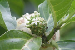 Morinda citrifolia