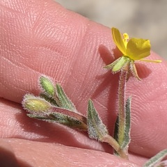 Camissoniopsis confusa