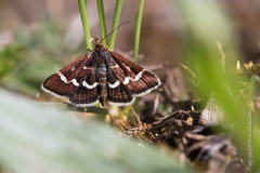 Pyrausta nigrata