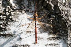 Labeninae