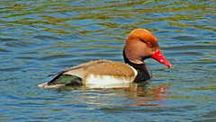 Netta rufina